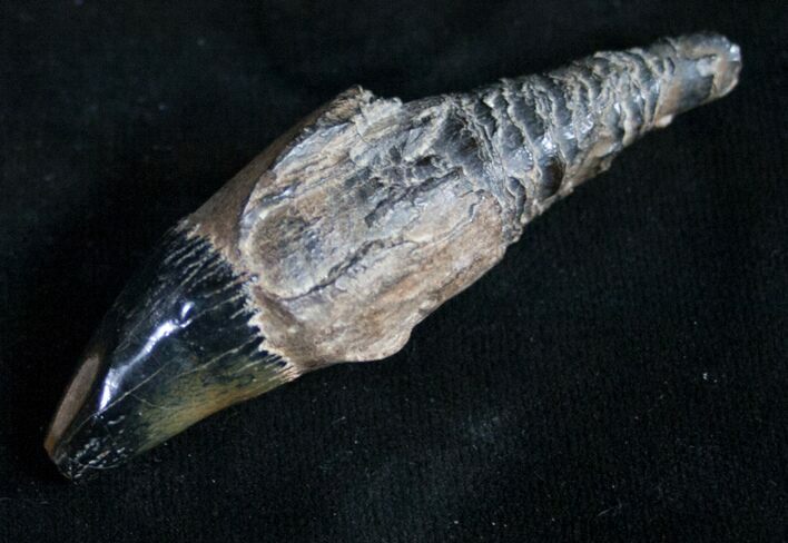 Fossil Florida Cave Bear (Tremarctos floridanus) Tooth #8992